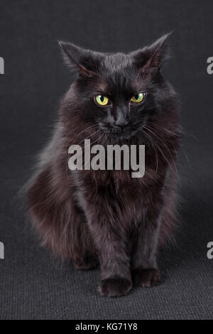 Portrait einer genervt, wütend oder gereizte schwarze Katze mit der Abgeflachten Ohren zeigen zurück auf einem dunklen Hintergrund. Lange Haare Türkisch Angora züchten. nach Stockfoto