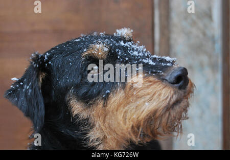 Hund schwarz mit einer Tan (Deutsche Jagd terrier), Schneeflocken auf die Schnauze, ein Porträt Stockfoto