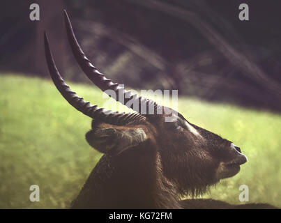 Das Horn der Wasserbock, das ist eine große Antilope gefunden weit verbreitet in Afrika südlich der Sahara Stockfoto