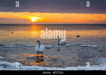 Die Schwäne verbringen den Winter am Ufer der Ostsee. Sonnenuntergang. Polen. Stockfoto