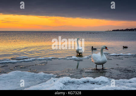 Die Schwäne verbringen den Winter am Ufer der Ostsee. Sonnenuntergang. Polen. Stockfoto