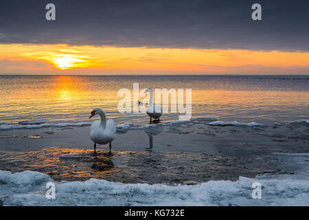 Die Schwäne verbringen den Winter am Ufer der Ostsee. Sonnenuntergang. Polen. Stockfoto