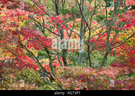 Dramatische Farben des Herbstes auf Acer palmatum ssp amoenum in Westonbirt Arboretum, Gloucestershire, England, Großbritannien Stockfoto