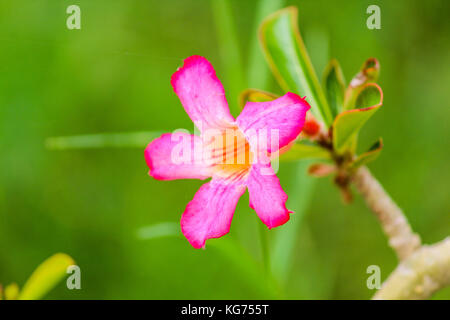 Desert Rose Bonsai Stockfoto