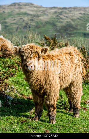 Highland Cattle stehend in einem Feld in der Nähe von Coniston im Lake District, Cumbria Stockfoto