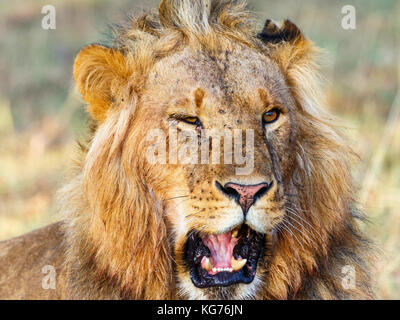 Porträt einer männlichen Löwe, der brüllt Stockfoto