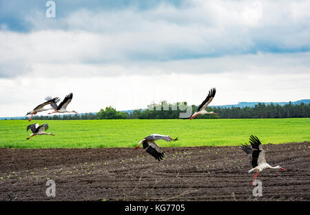 Herde der Störche an polnischer Landschaft fliegen Stockfoto