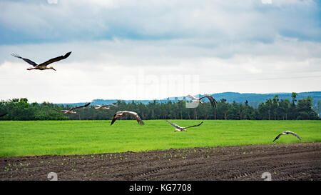 Majestic Störche an Polnische Landschaft fliegen Stockfoto