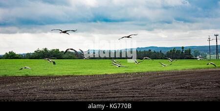 Große Herde der Störche an polnischer Landschaft fliegen Stockfoto