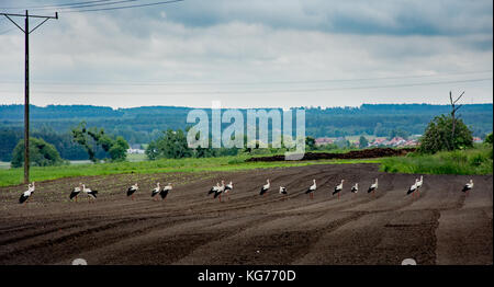 Herde der Störche auf der Suche nach Essen zu einem Feld in Polen Stockfoto