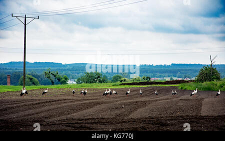 Herde der Störche auf der Suche nach Essen zu einem Feld in Polen Stockfoto