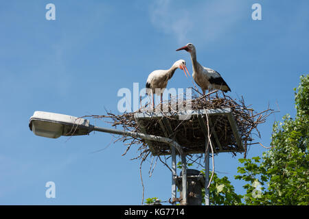 Ein paar Störche in ihrem Nest hoch oben auf der Straßenlaterne Stockfoto