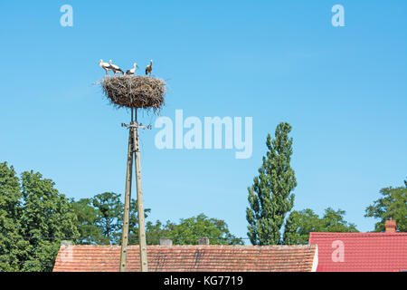 Eine Familie der Störche im Nest hoch oben auf dem Strommast über den Dächern stehen Stockfoto