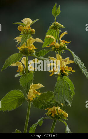 Gelbe Erzengel, Lamiastrum galeobdolon, in Blüte im Frühjahr woodland, Dorset Stockfoto