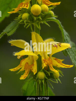 Gelbe Erzengel, Lamiastrum galeobdolon, in Blüte im Frühjahr woodland, Dorset Stockfoto