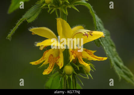 Gelbe Erzengel, Lamiastrum galeobdolon, in Blüte im Frühjahr woodland, Dorset Stockfoto