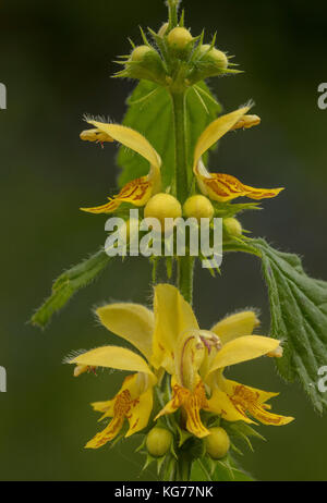 Gelbe Erzengel, Lamiastrum galeobdolon, in Blüte im Frühjahr woodland, Dorset Stockfoto