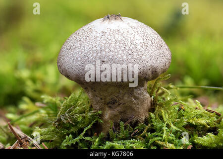 Close-up Makro Foto einer gemeinsamen puffball Pilz (lycoperdon perlatum) Pilz auf den moosigen Boden der Herbst Wald. Stockfoto