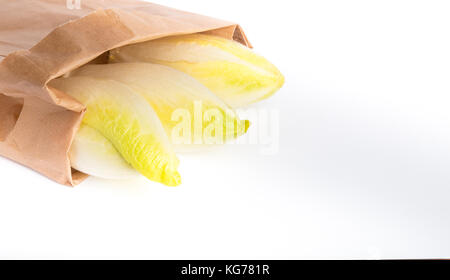 Belgische Zichorie auf weißem Hintergrund Stockfoto