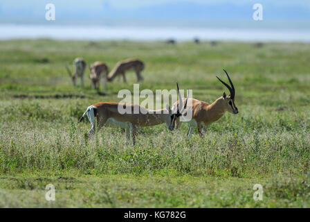 Die beiden Grant gazelle Männer Dimensionierung gegenseitig Stockfoto