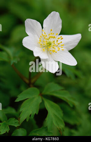 Nahaufnahme der zarten Woodland flower Anemone officinalis auch als Cuneata, thimbleweed, Buschwindröschen und Geruch fox bekannt Stockfoto