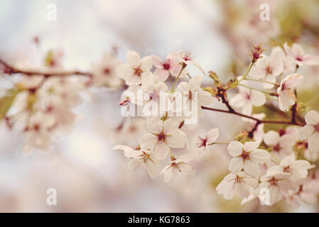 Nahaufnahme der schöne Frühling blühen Blumen der japanischen flowering cherry tree. Stockfoto