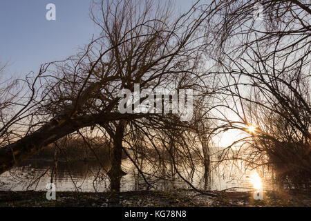 Skelettmuskulatur Bäume auf einem See bei Sonnenuntergang, mit Niederlassungen, schöne, abstrakte Formen Stockfoto