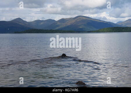 Loch Lomond, Schottland, Blick über den See Loch Lomond, wo Hochland auf Tiefland von Schottland trifft Stockfoto