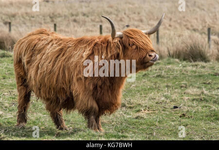 Highland Kuh in einem Feld, leckte seine Nase Stockfoto