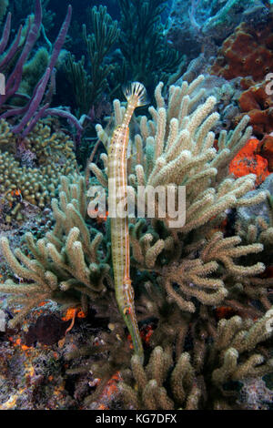 Trompetenfisch aulostomus maculatus, versteckt in Weichkorallen, exumas, Bahama Inseln Stockfoto