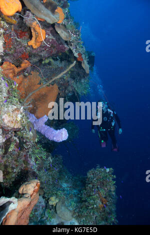 Taucher an der senkrechten Wand, exumas, Bahama Inseln Stockfoto