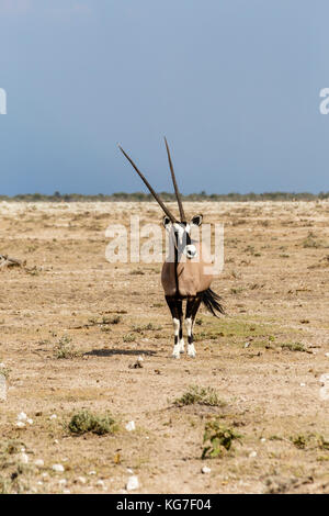 Oryx Gazella im Etosha Nationalpark, Namibia Stockfoto