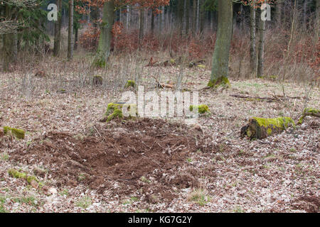 Suhle von Wildschweinen im Wald Stockfoto