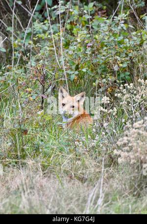 Rotfuchs (Vulpes vulpes), der im hohen Gras liegt Stockfoto