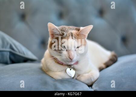 Calico Katze liegt auf der Couch Stockfoto