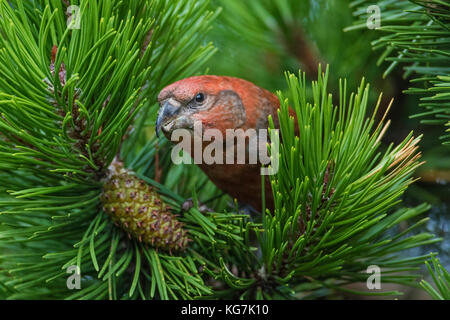 Männliche Papagei Gegenwechsel (Loxia pytyopsittacus) in Kiefer, Festland Shetlandinseln, Schottland Stockfoto