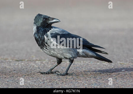 Nach Nebelkrähe (Corvus cornix), Scalloway, Festland Shetlandinseln, Schottland Stockfoto