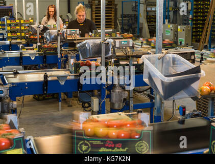 Harmelen, Niederlande - 23. Mai 2017: Tomatenlager mit Arbeitern am Förderband im Gewächshaus für die Tomatenproduktion. Stockfoto