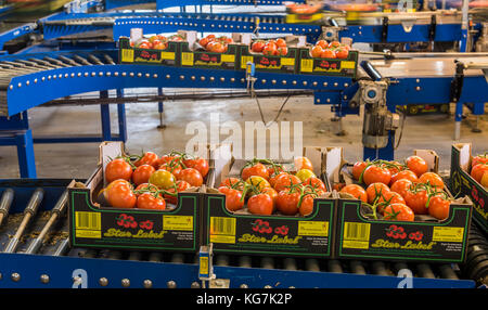 Harmelen, Niederlande - 23. Mai 2017: Tomaten Lagerraum mit Förderband im Gewächshaus für die Produktion von Tomaten. Stockfoto