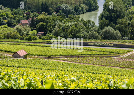 Cumieres, Frankreich - 9. Juni 2017: Weinberge von Joseph Perrier bei Hautvillers und Epernay im Champagne-Viertel Vallee de la Marne in Frankreich. Stockfoto