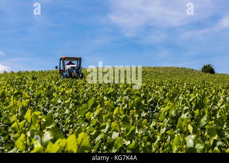 Dormans, Frankreich - 8. Juni 2017: Maschinen für die Weinberge in Dormans im Bezirk Champagne, Frankreich. Stockfoto