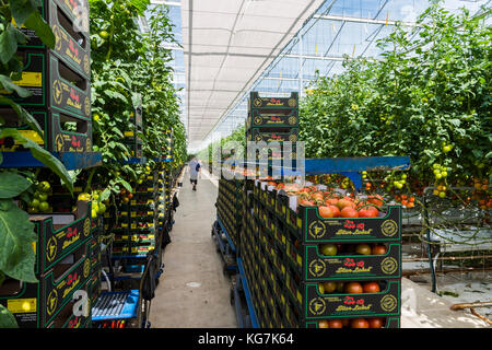 Harmelen, Niederlande - 23. Mai 2017: große Tomaten Gewächshaus mit reifen Tomaten und Arbeiter. Stockfoto