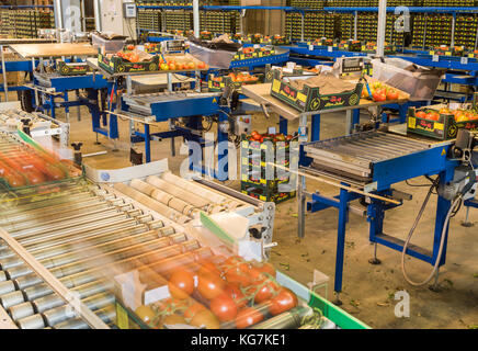 Harmelen, Niederlande - 23. Mai 2017: Tomaten Lagerraum mit Förderband im Gewächshaus für die Produktion von Tomaten. Stockfoto