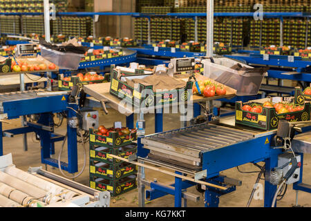 Harmelen, Niederlande - 23. Mai 2017: Tomaten Lagerraum mit Förderband im Gewächshaus für die Produktion von Tomaten. Stockfoto