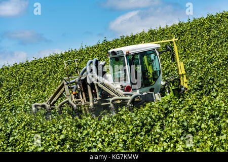 Epernay, Frankreich - Juni 12, 2017: Traktor spritzen Rebstöcke in einem Weinberg in der Nähe des Dorfes Champagne Epernay Champagner, Frankreich. Stockfoto