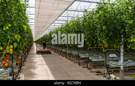 Harmelen, Niederlande - 23. Mai 2017: große Tomaten Gewächshaus mit reifen Tomaten und Arbeiter. Stockfoto