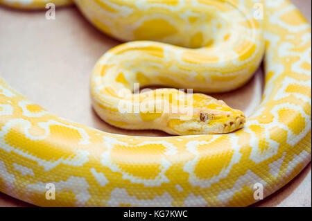 Gold python, netzpython, Python reticulatus albino Schlange mit schönen gelben Textur. exotisches Haustier. Selektive konzentrieren. Stockfoto