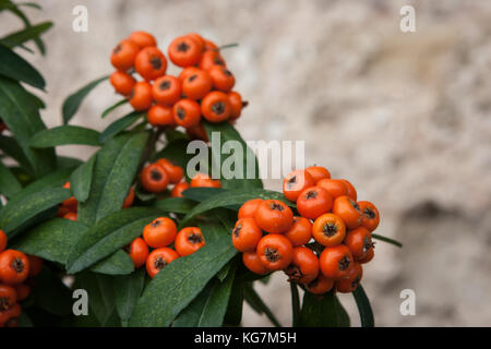 Cotoneaster Werk in Gubbio, Umbrien, Italien Stockfoto