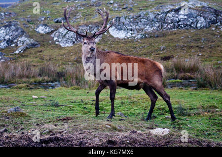 Ein Rotwild (Cervus elaphus) Hirsch auf eine schottische Moor. Dieses Tier war in Gefangenschaft fotografiert. Stockfoto