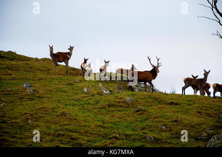 Ein Rotwild (Cervus elaphus) Hirsch mit seinem Harem auf eine schottische Moor. Wurden diese Tiere in Gefangenschaft fotografiert. Stockfoto